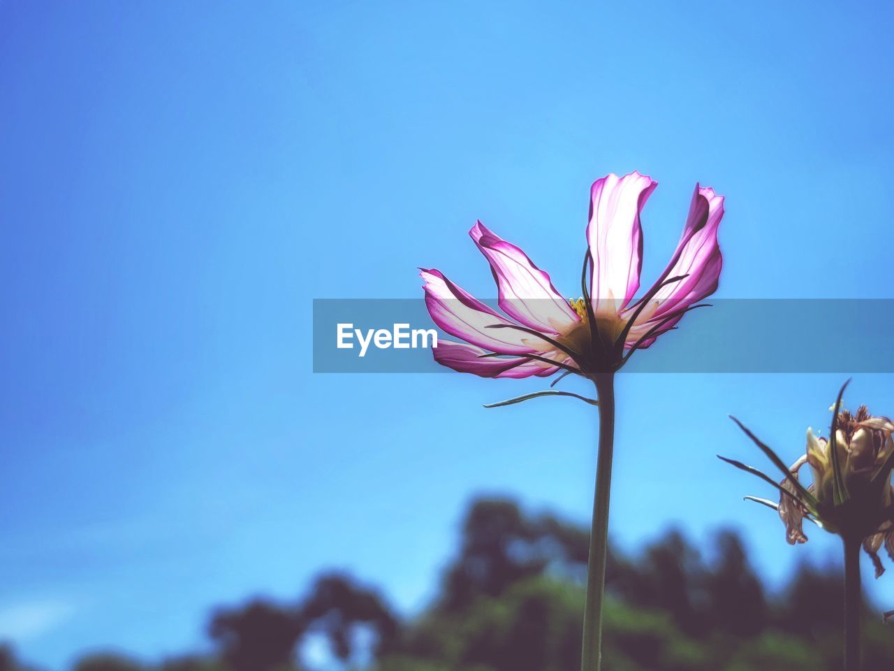 LOW ANGLE VIEW OF PINK FLOWER AGAINST BLUE SKY