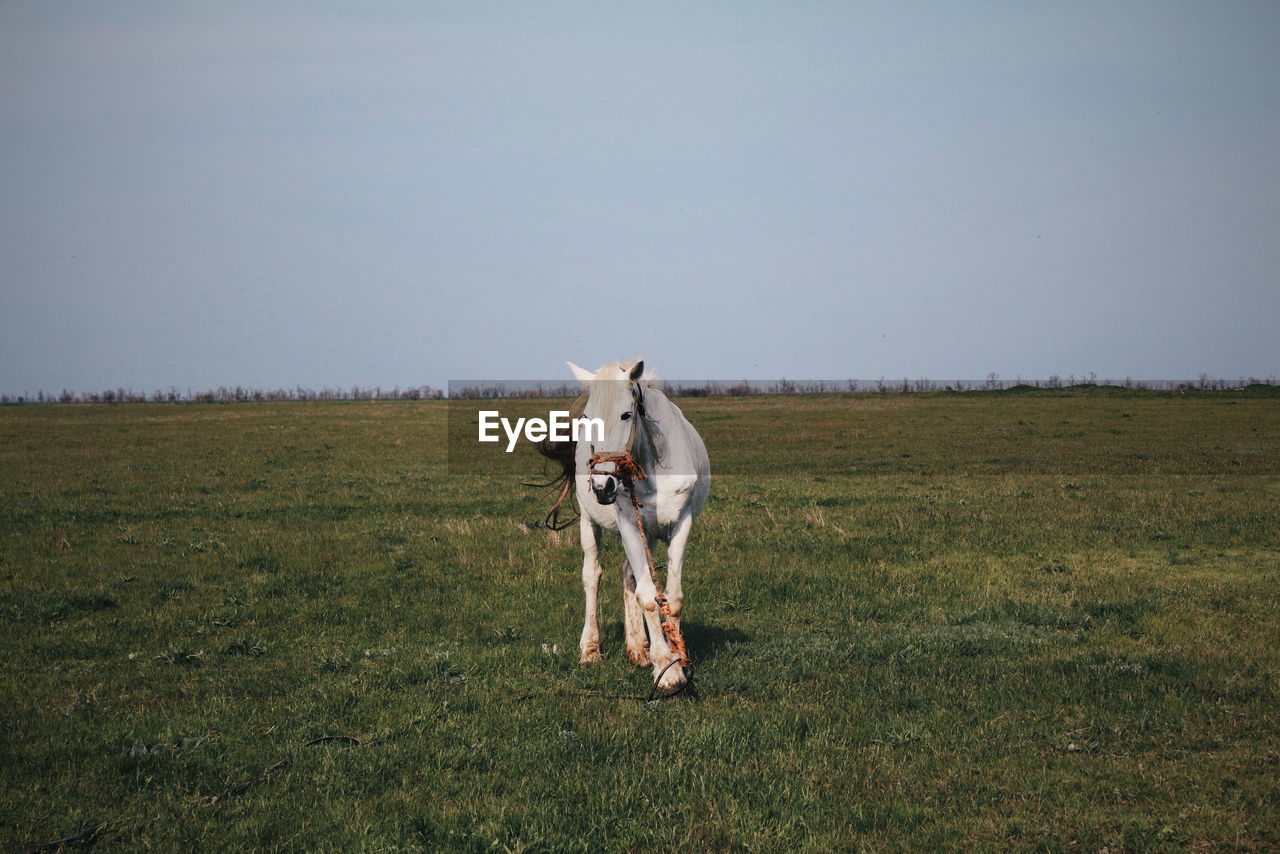 Horse on field against sky