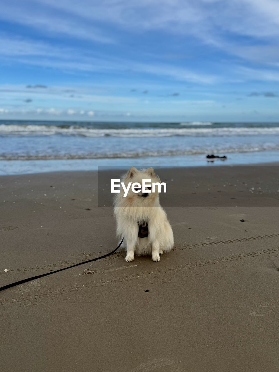 animal, animal themes, one animal, mammal, land, beach, sea, water, sand, pet, domestic animals, dog, canine, sky, nature, no people, ocean, animal wildlife, carnivore, horizon over water, horizon, coast, day, beauty in nature, cloud, pomeranian, motion, wildlife, portrait, looking at camera, outdoors, scenics - nature, animal hair