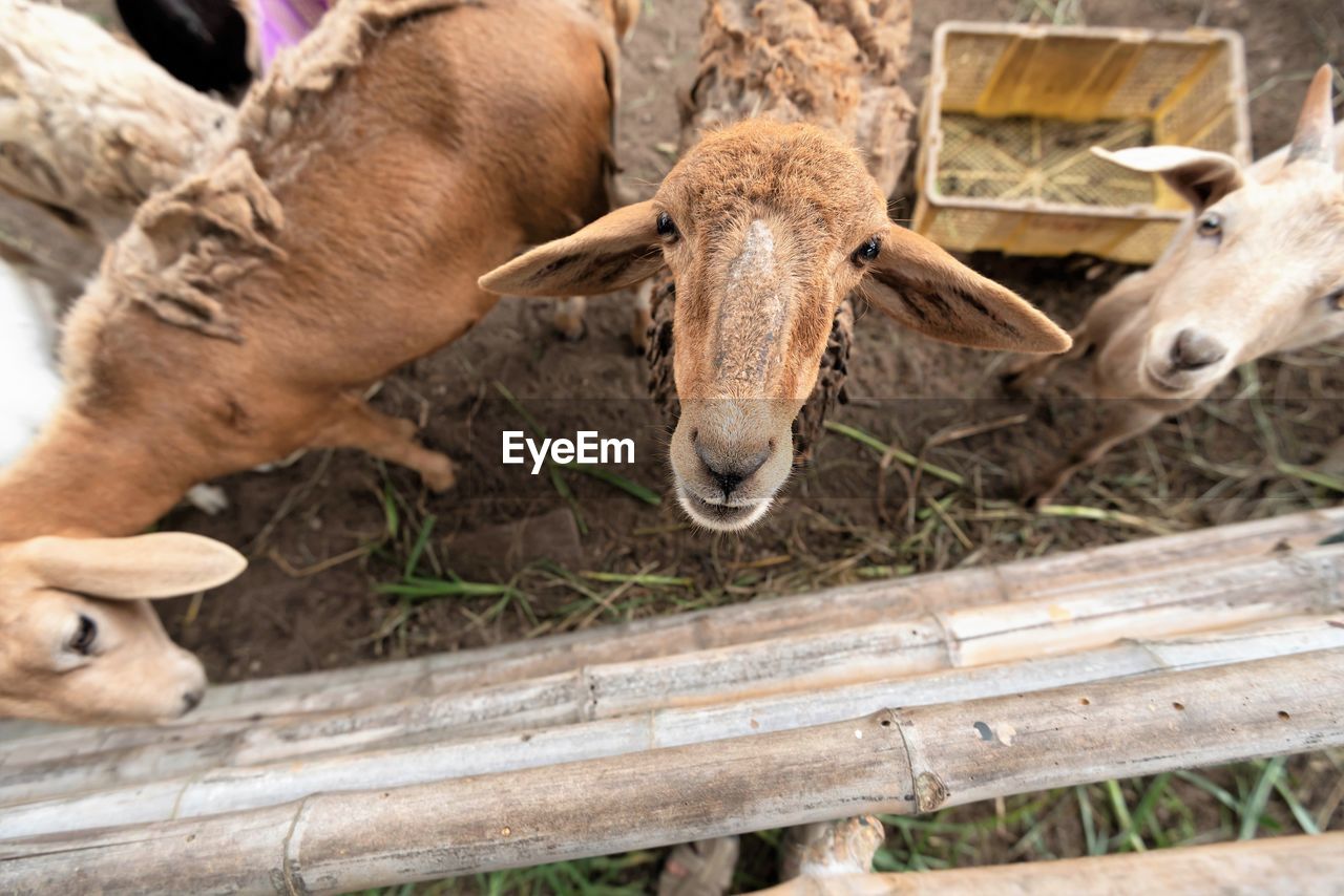 CLOSE-UP OF A SHEEP IN A FARM