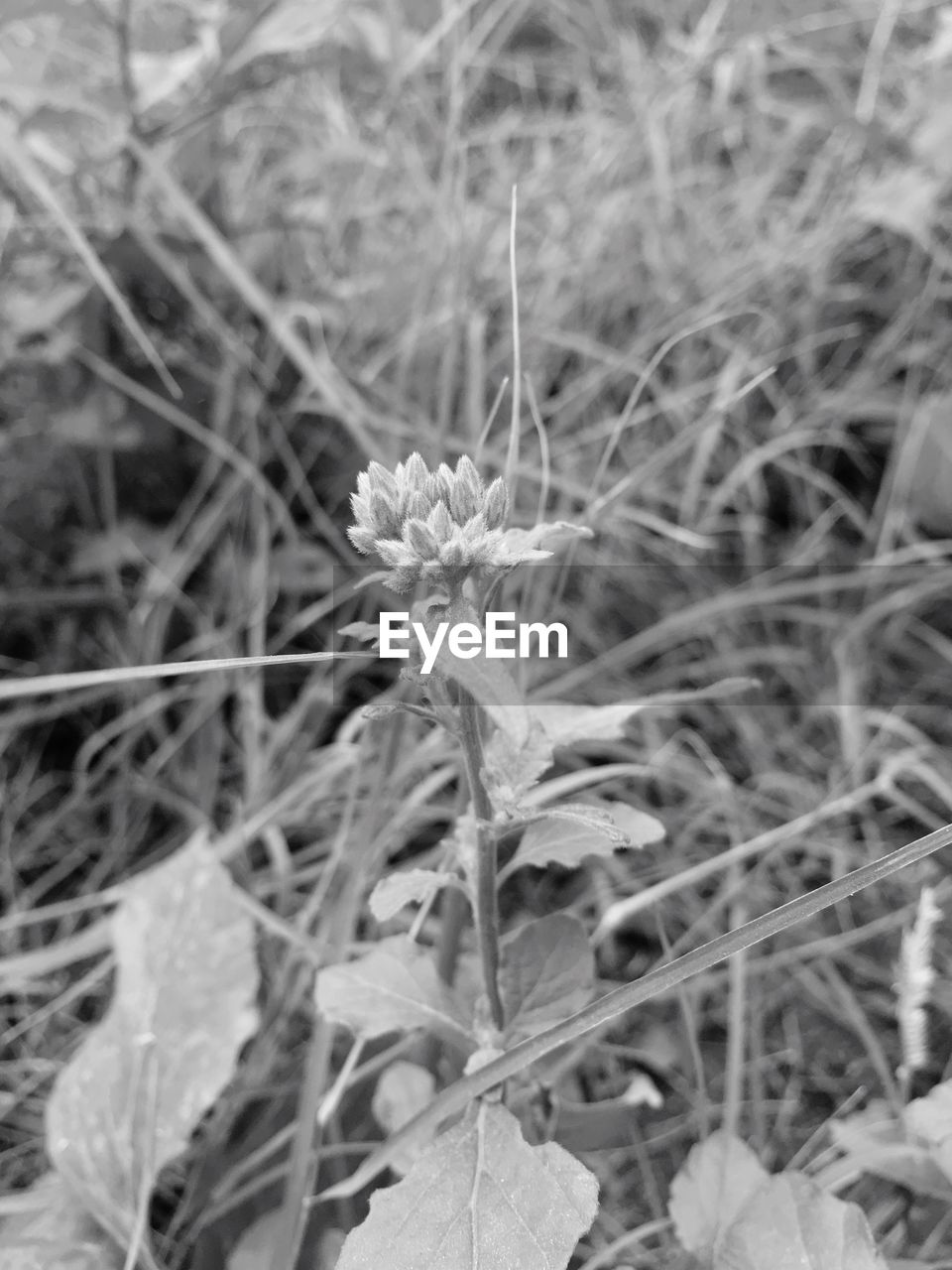 CLOSE-UP OF FLOWER ON FIELD