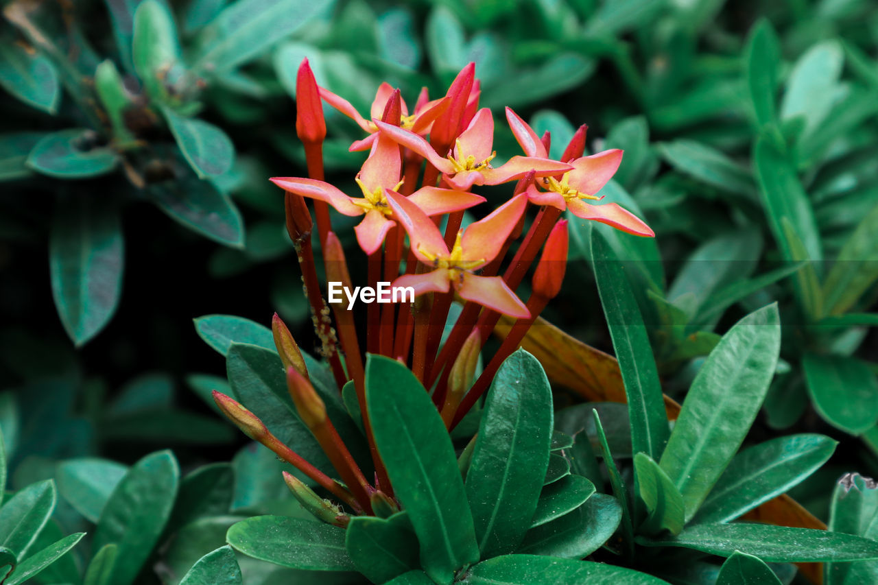 Close-up of red flowering plant