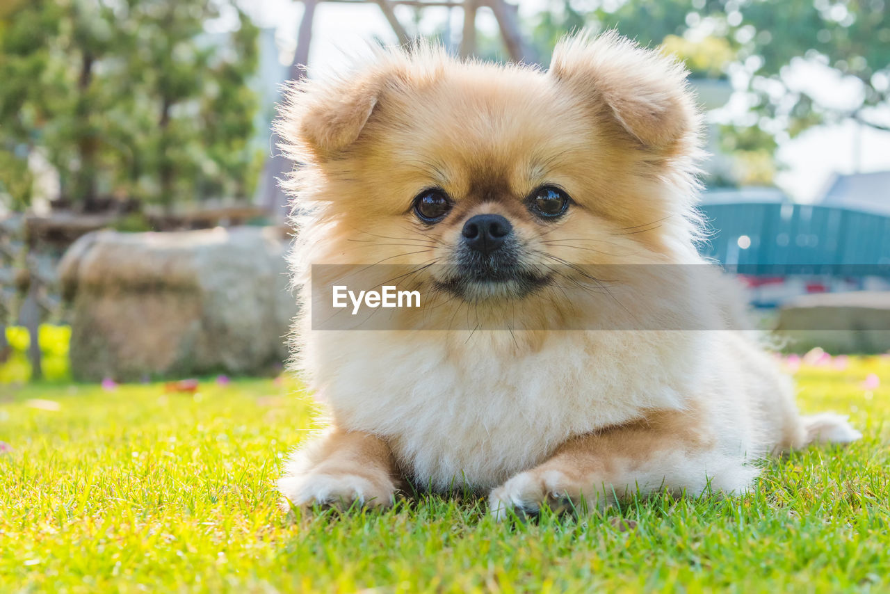 PORTRAIT OF DOG ON GRASS