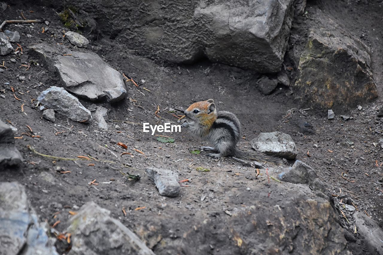 HIGH ANGLE VIEW OF SQUIRREL IN ROCK