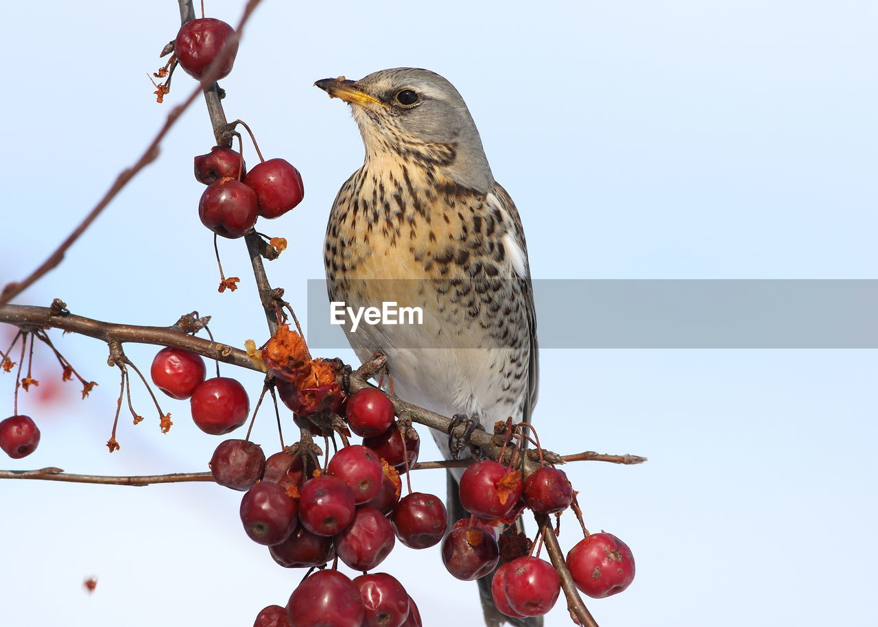 LOW ANGLE VIEW OF BIRD ON TREE