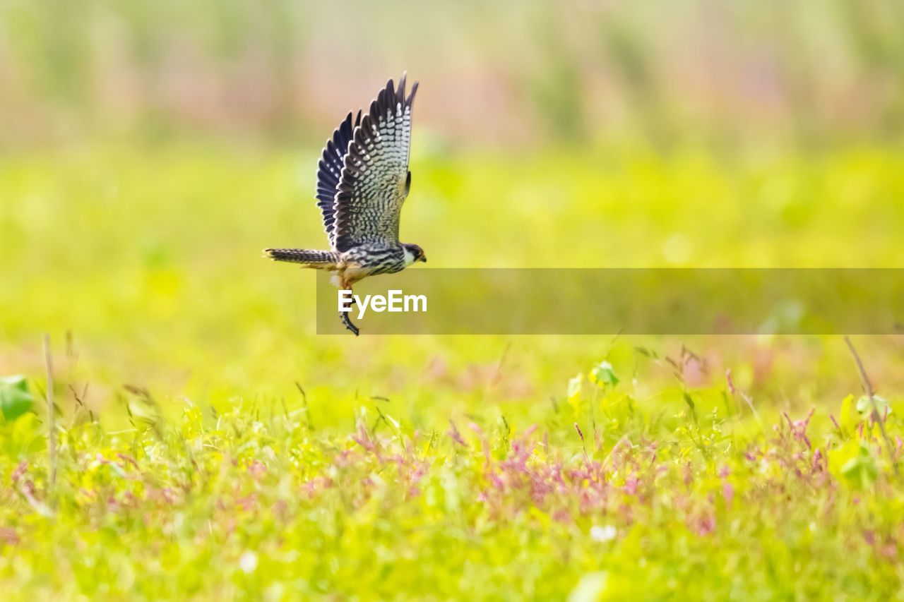 BIRD FLYING OVER GREEN FIELD