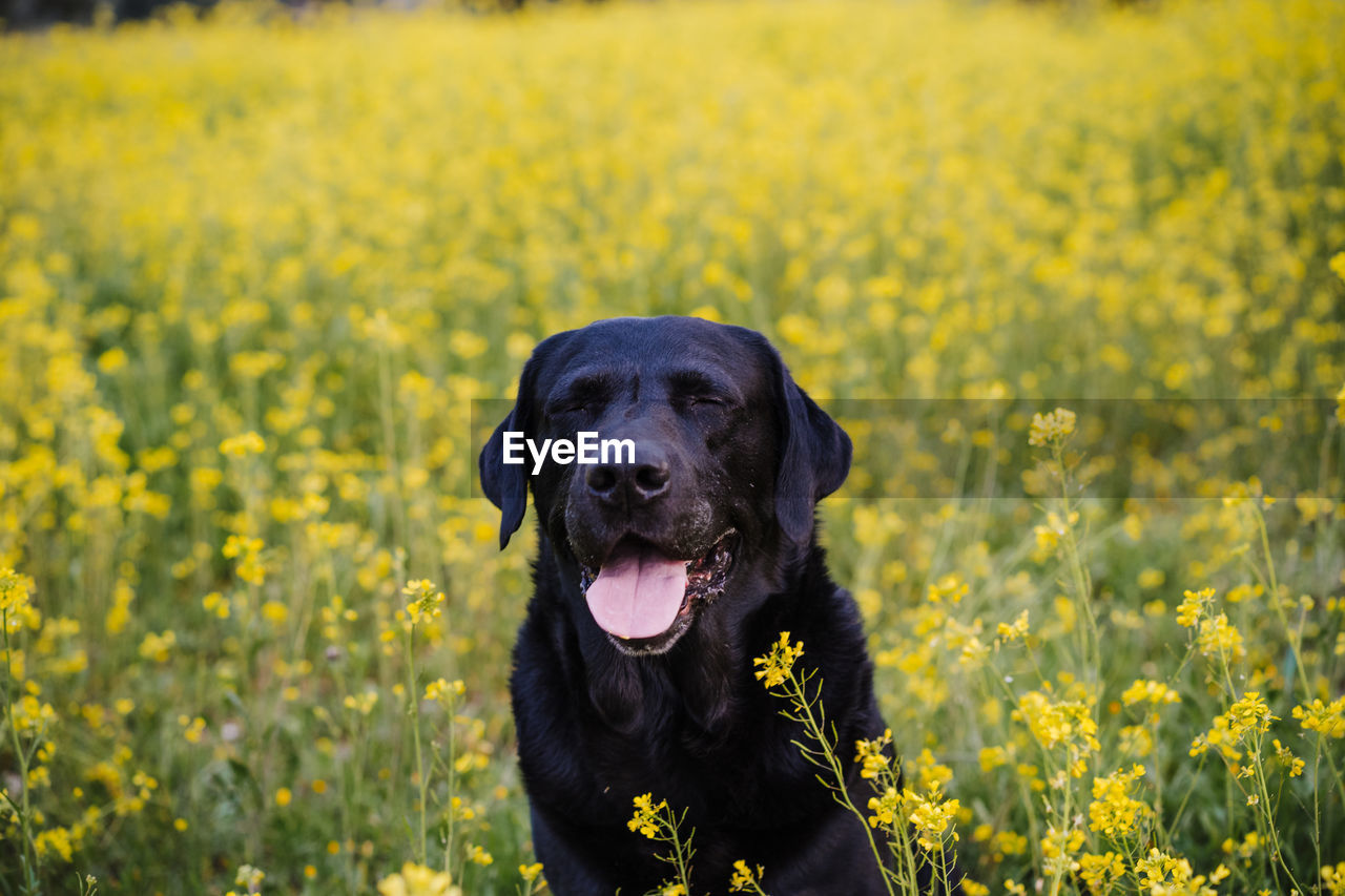 Beautiful black labrador sitting outdoors in yellow flowers meadow background. spring time