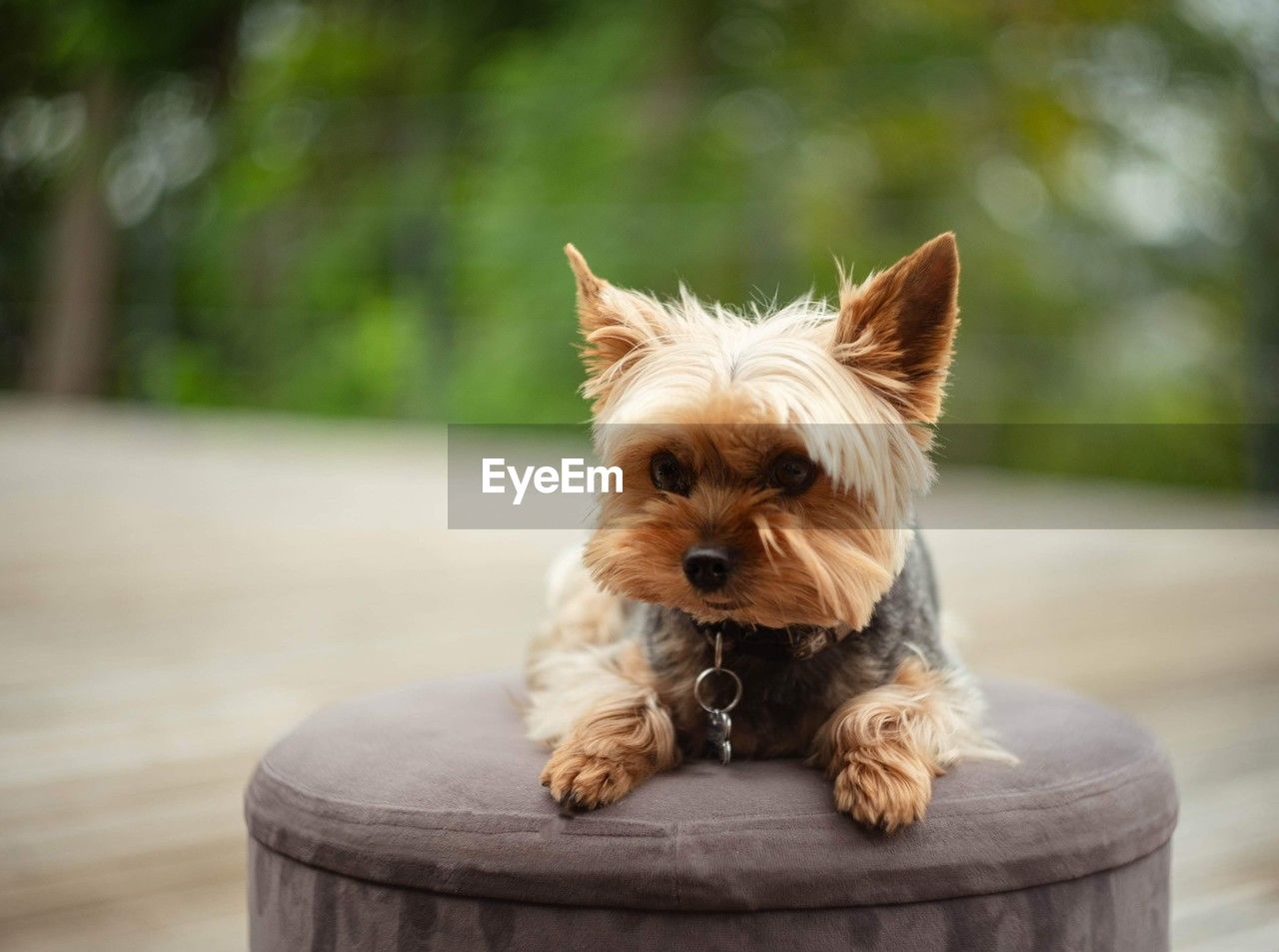 dog, pet, canine, domestic animals, mammal, animal themes, one animal, animal, lap dog, yorkshire terrier, australian terrier, norwich terrier, terrier, cute, australian silky terrier, portrait, no people, young animal, purebred dog, focus on foreground, wood, puppy, sitting, carnivore, day, animal hair, nature