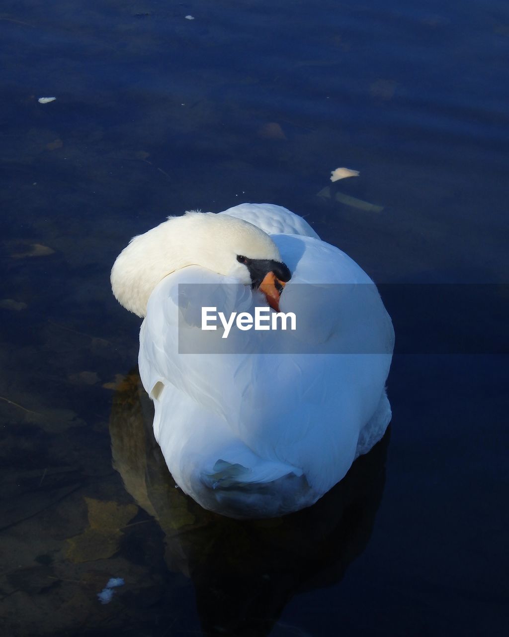 HIGH ANGLE VIEW OF SWANS IN LAKE