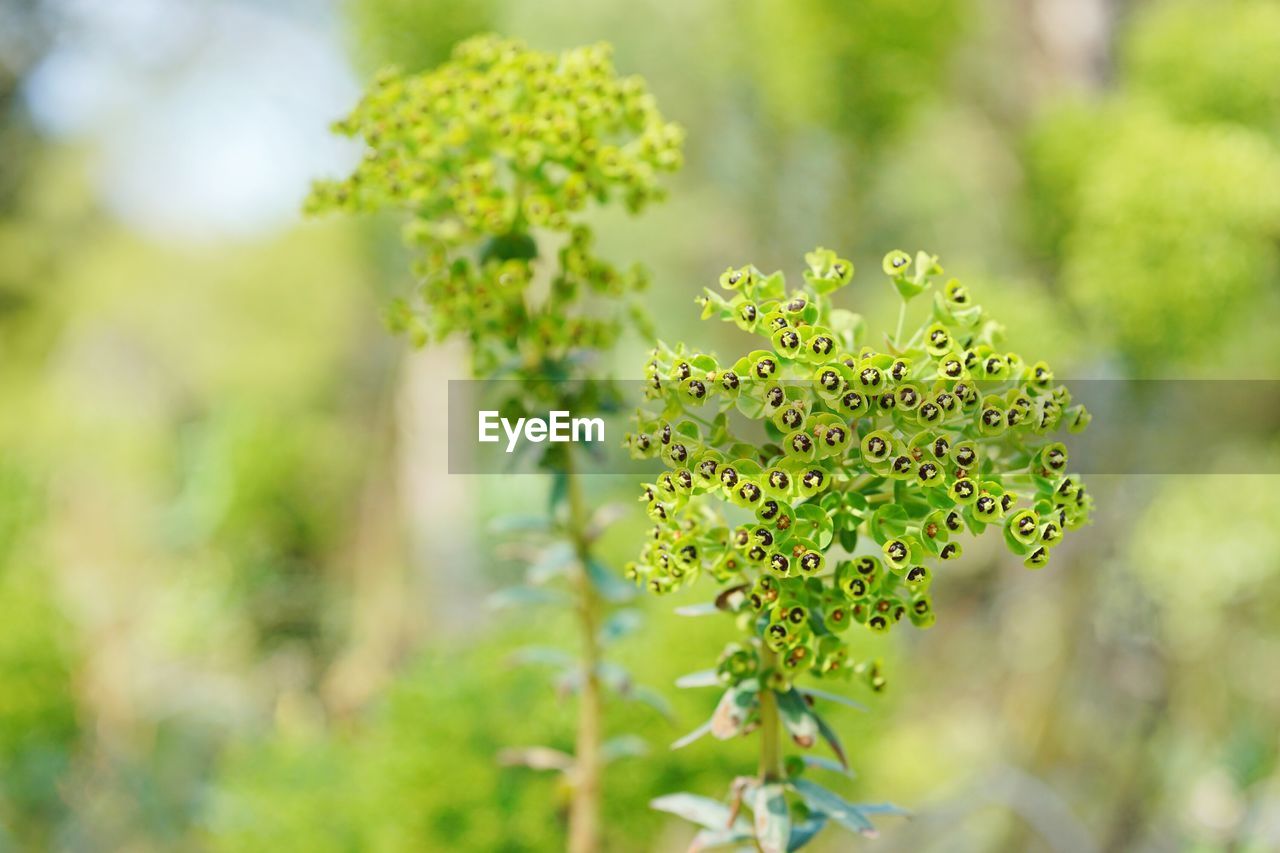 CLOSE-UP OF FLOWERING PLANT