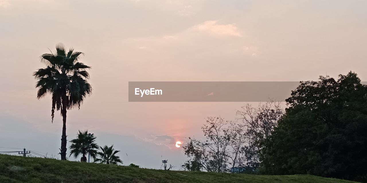 TREES AGAINST SKY DURING SUNSET