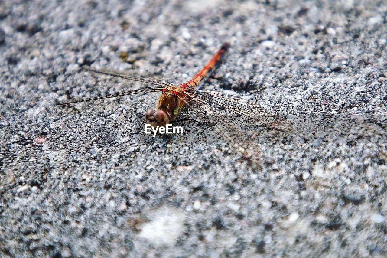 CLOSE-UP OF GRASSHOPPER