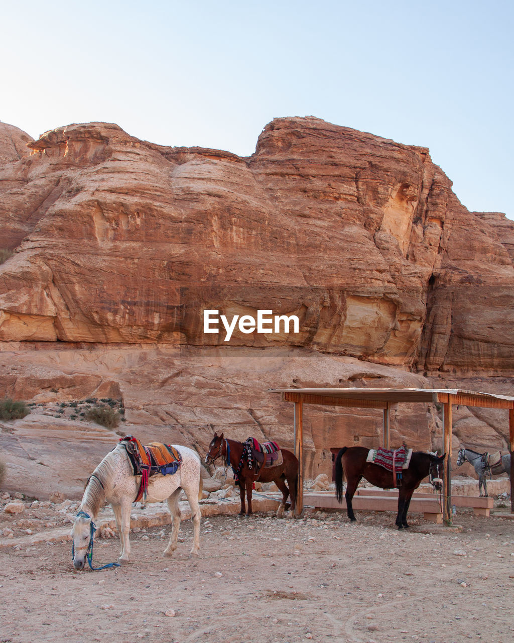 Horses standing on land