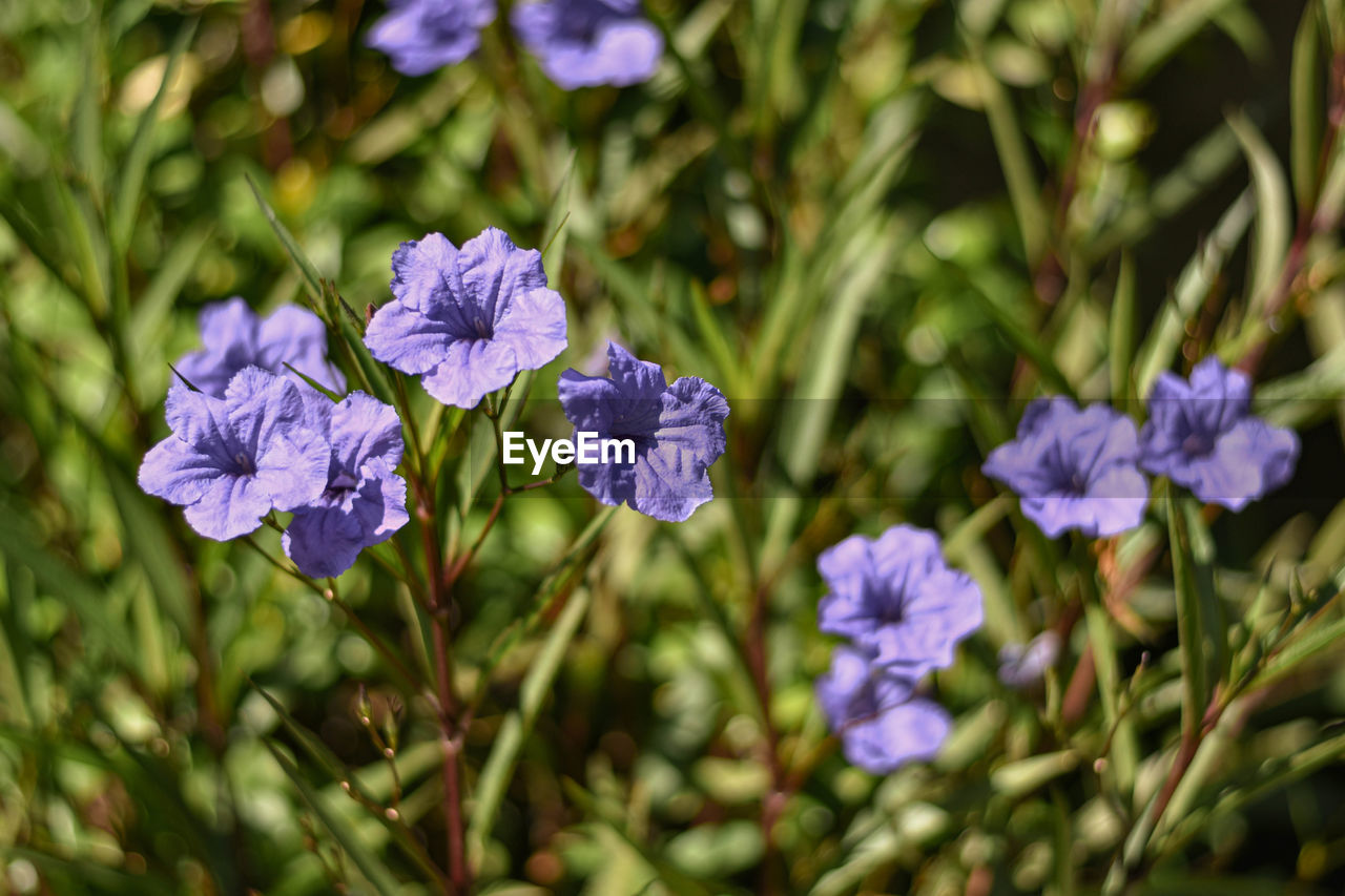 Close-up of purple flowering plants