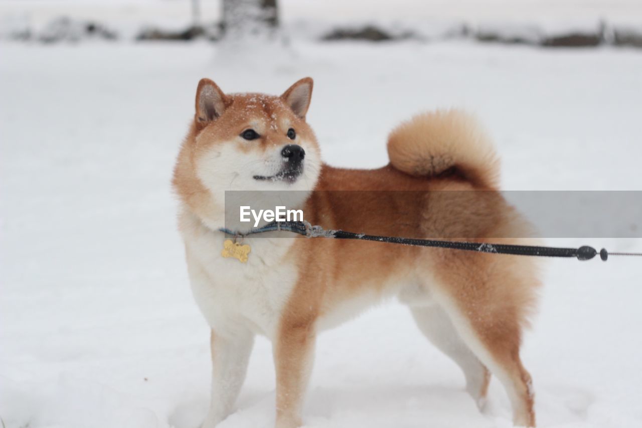 View of dog on snow covered landscape