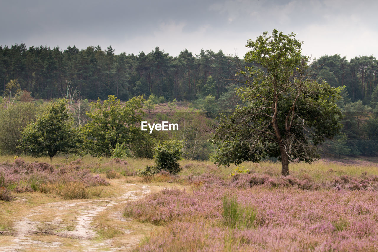 Nationaal park hoge kempen