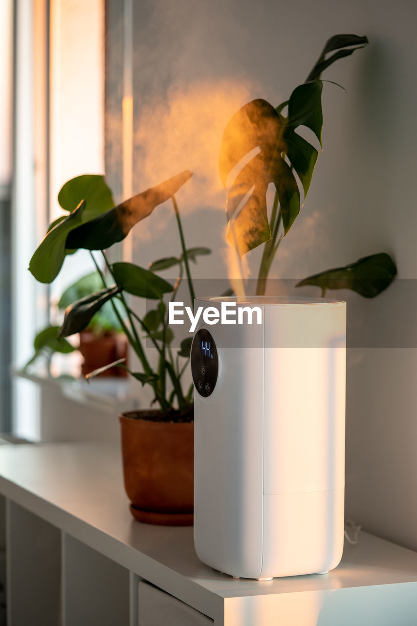 close-up of potted plant on table at home