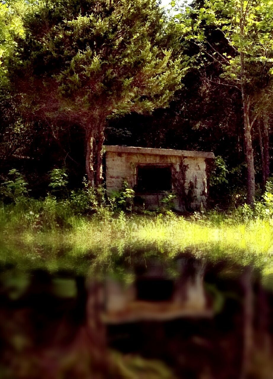 VIEW OF TREES IN FOREST