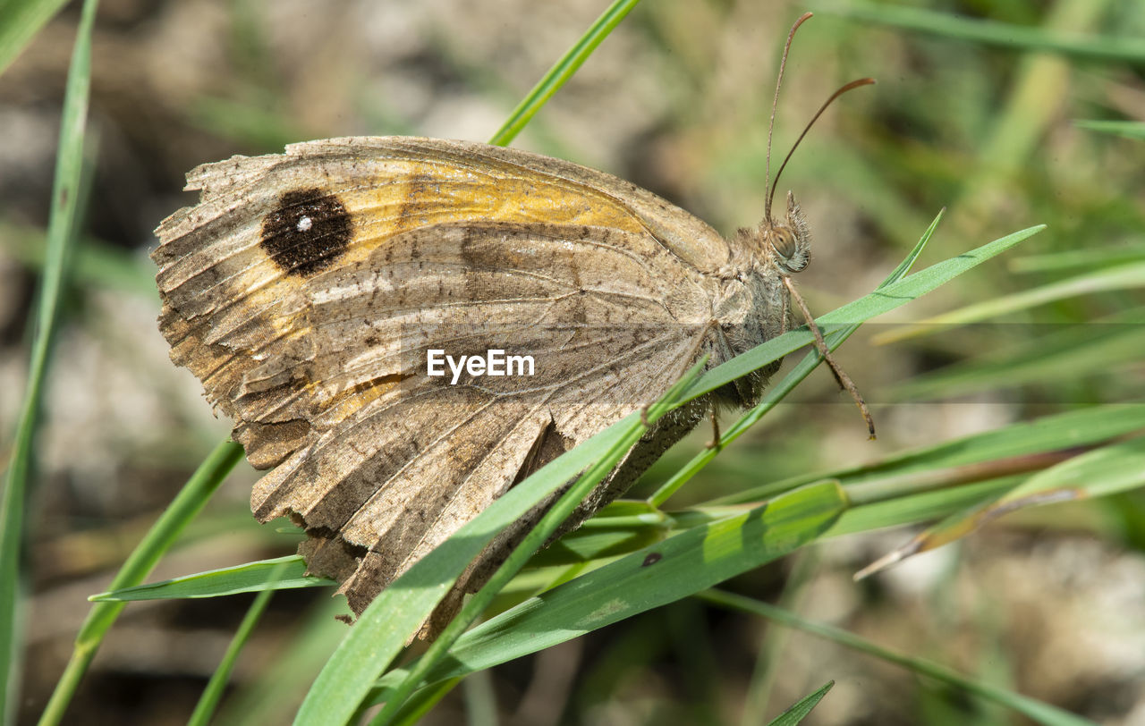 Close-up of butterfly on leaf