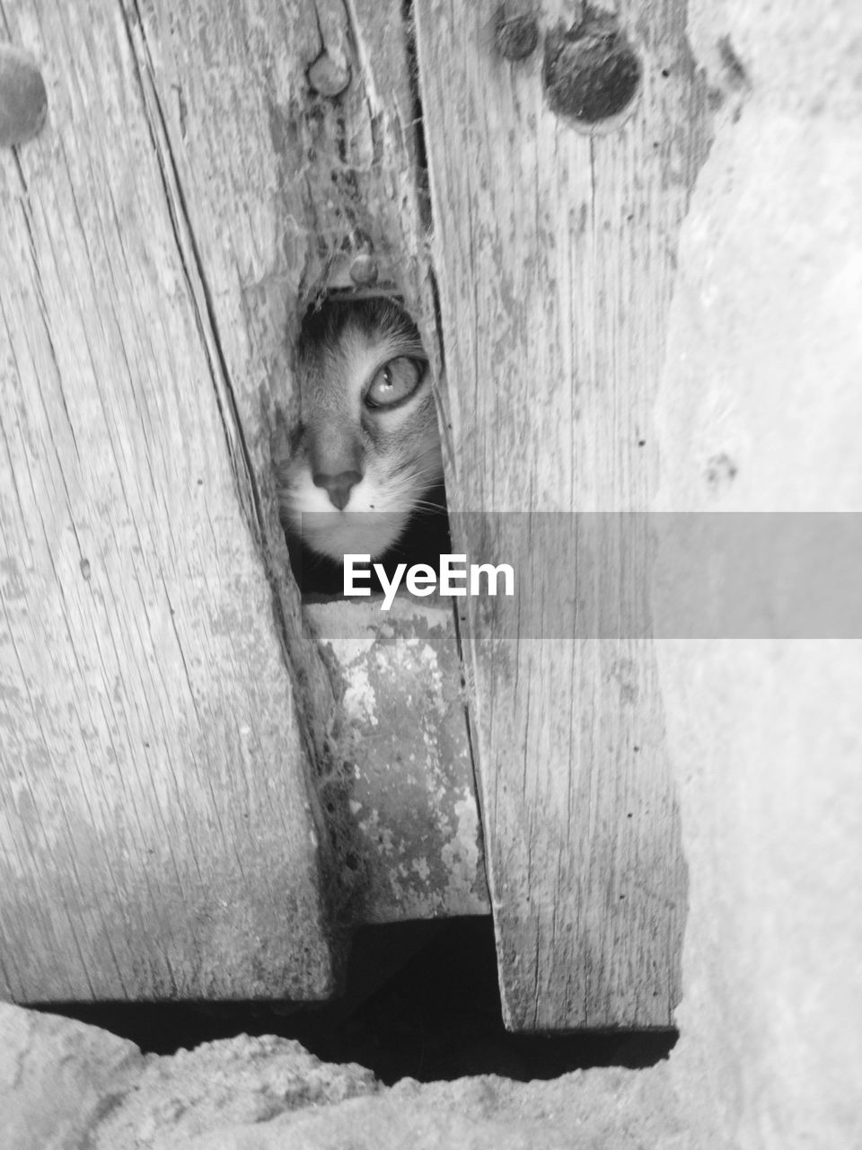 CLOSE-UP OF A CAT PEEKING