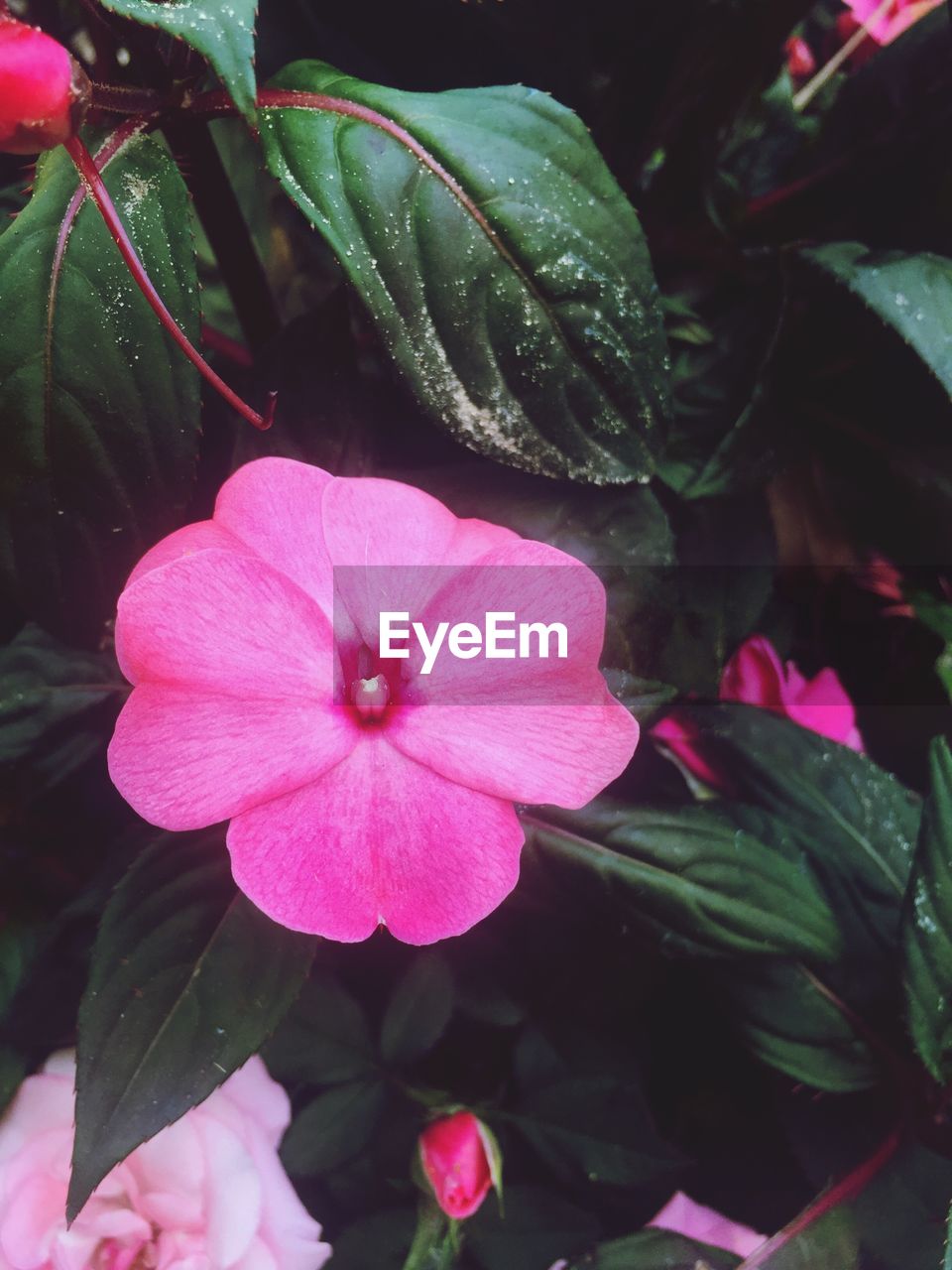 CLOSE-UP OF FRESH PINK FLOWER BLOOMING IN PARK