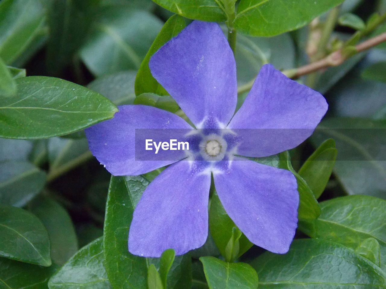 CLOSE-UP OF PURPLE IRIS BLOOMING IN PLANT