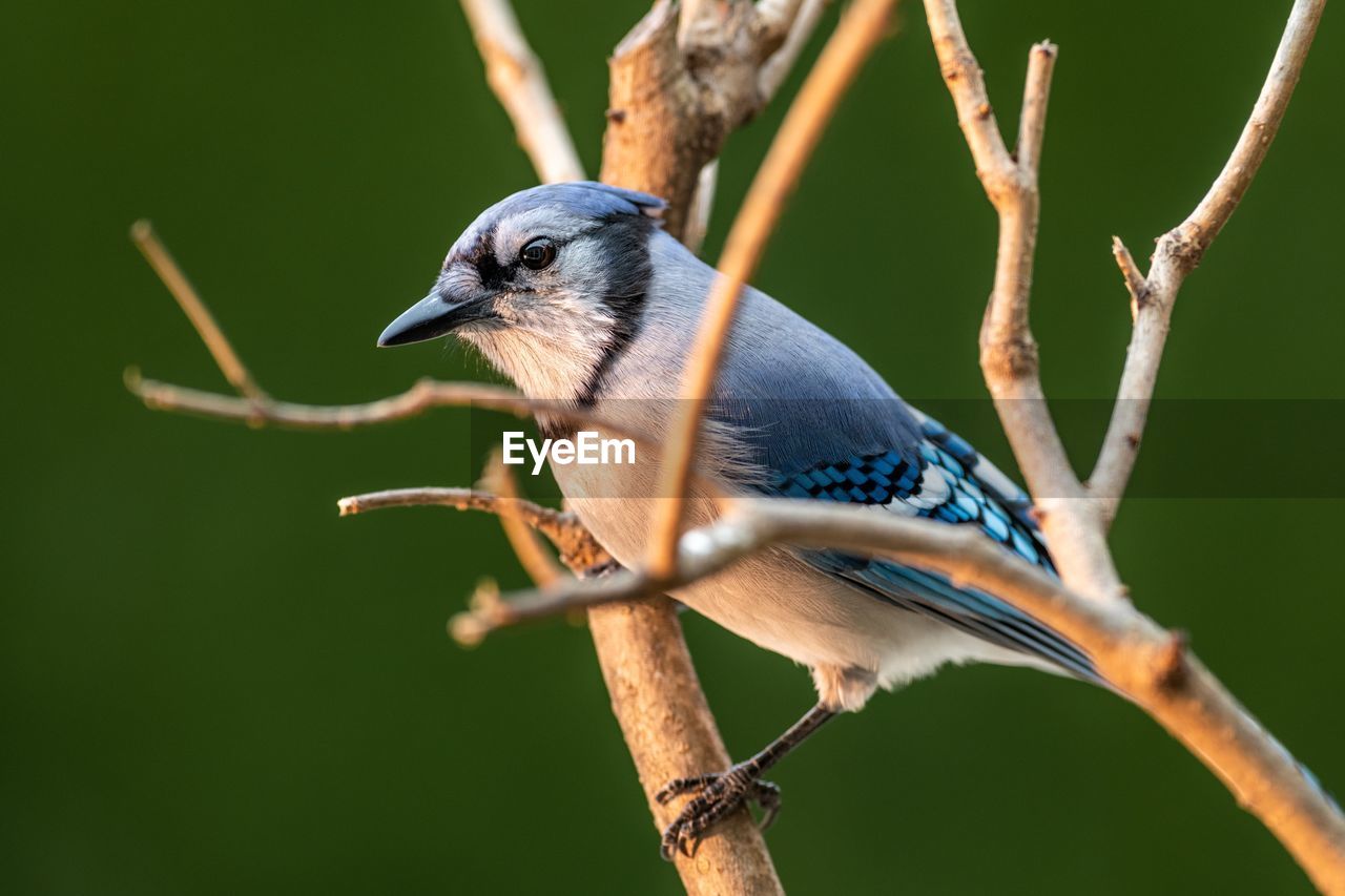 BIRD PERCHING ON BRANCH