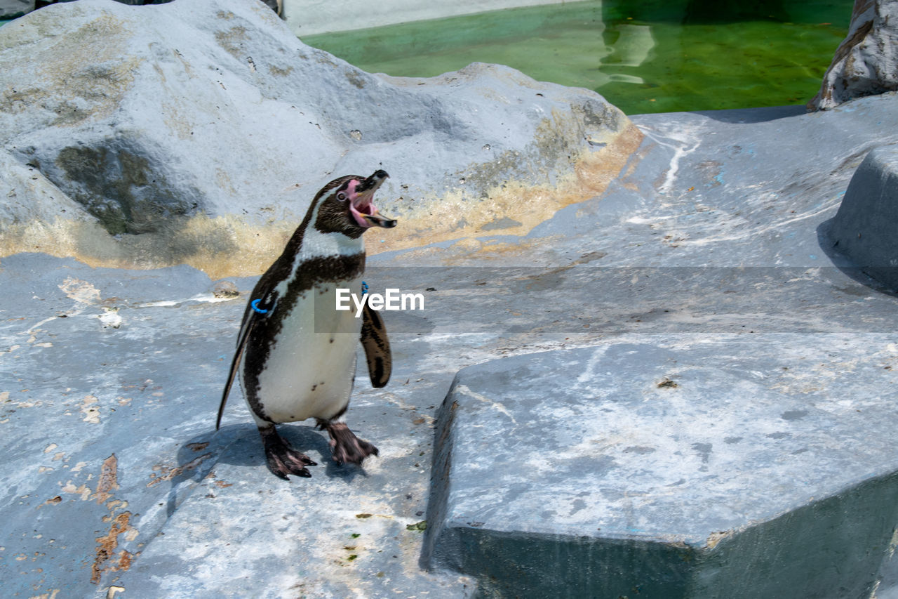 HIGH ANGLE VIEW OF PENGUIN ON ROCKS