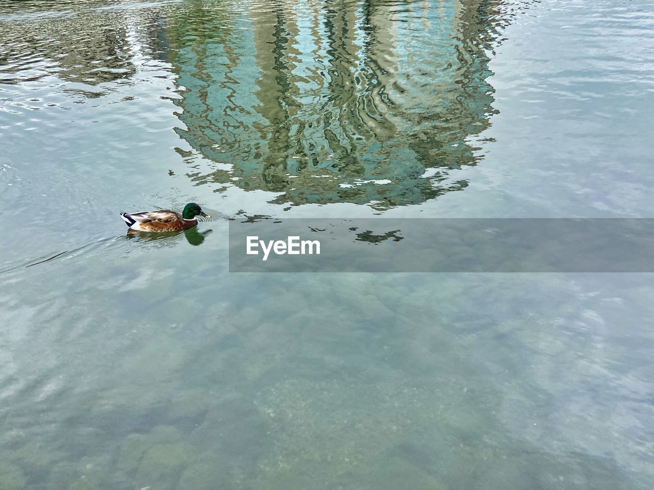 HIGH ANGLE VIEW OF DUCK SWIMMING IN LAKE