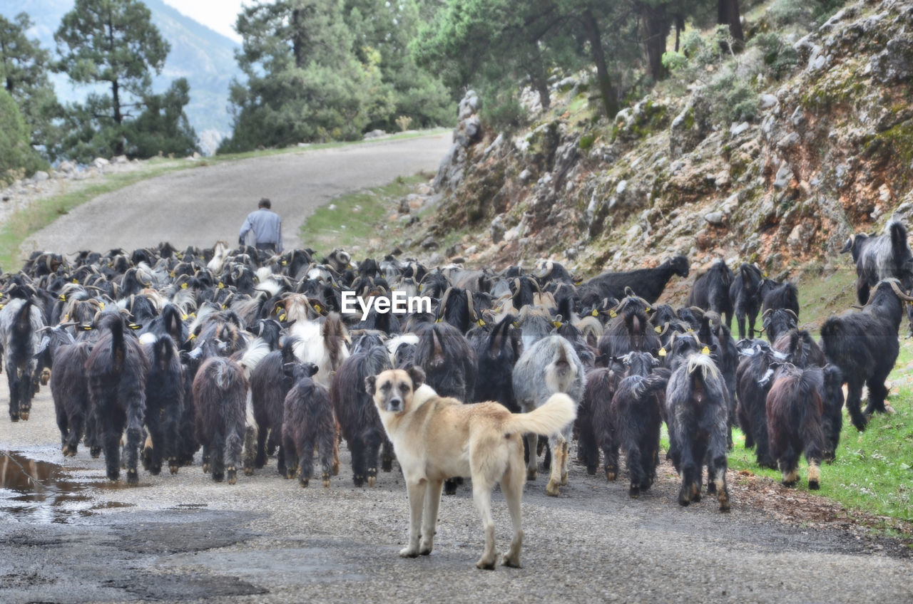 VIEW OF SHEEP ON ROAD