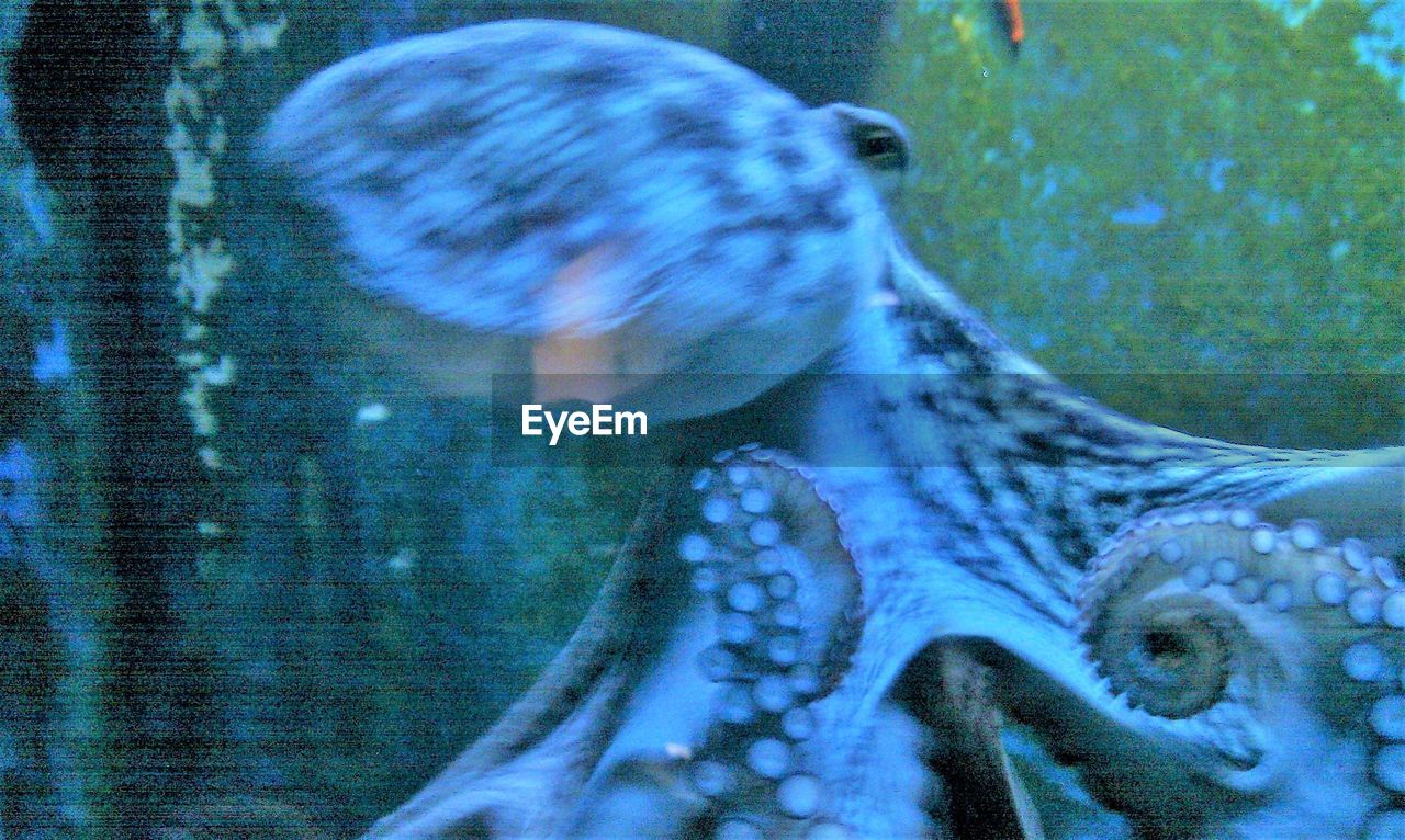 CLOSE-UP OF JELLYFISH SWIMMING