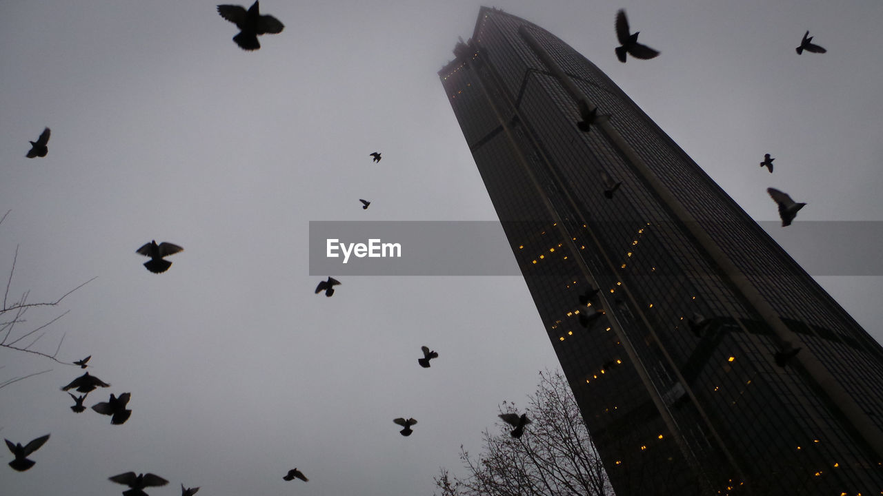 LOW ANGLE VIEW OF BIRDS FLYING OVER BUILDINGS