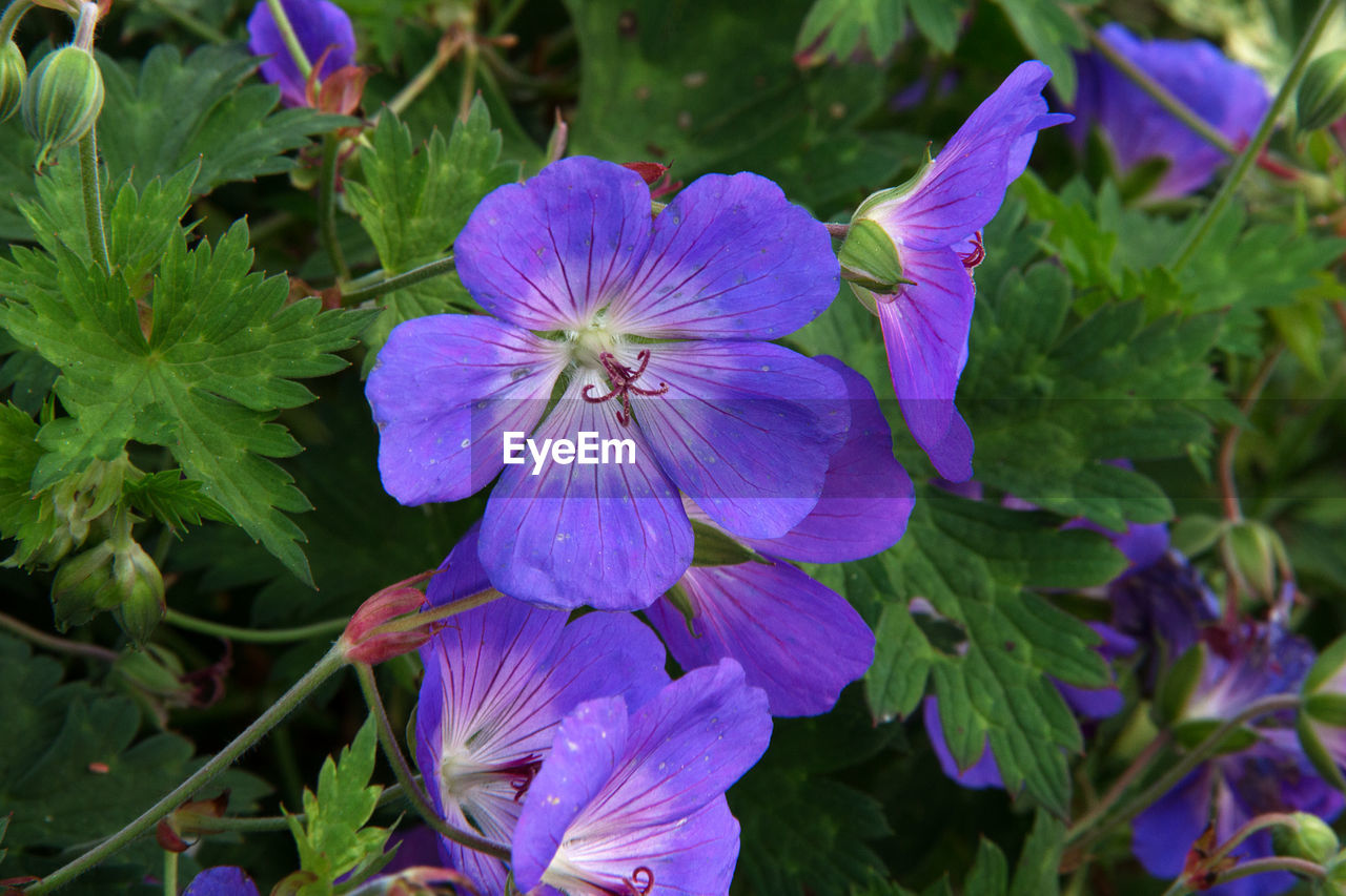 CLOSE-UP OF PURPLE FLOWERS BLOOMING