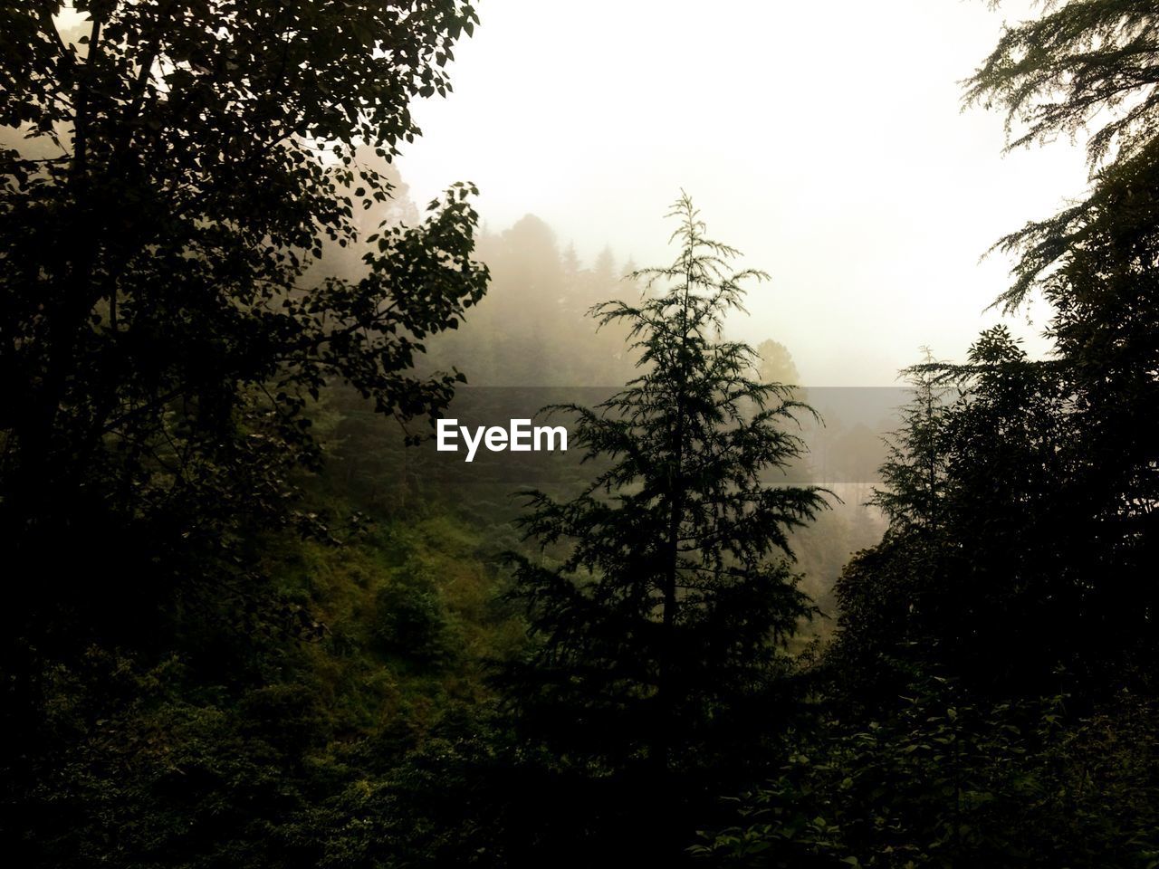 TREES IN FOREST AGAINST CLEAR SKY