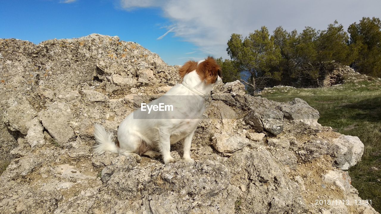 DOG ON ROCK