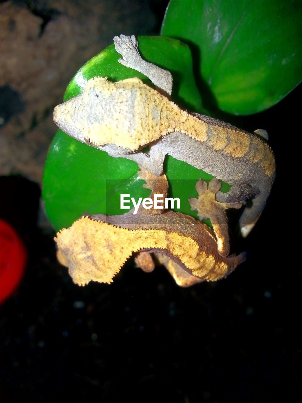 HIGH ANGLE VIEW OF A LIZARD ON DRY LEAVES