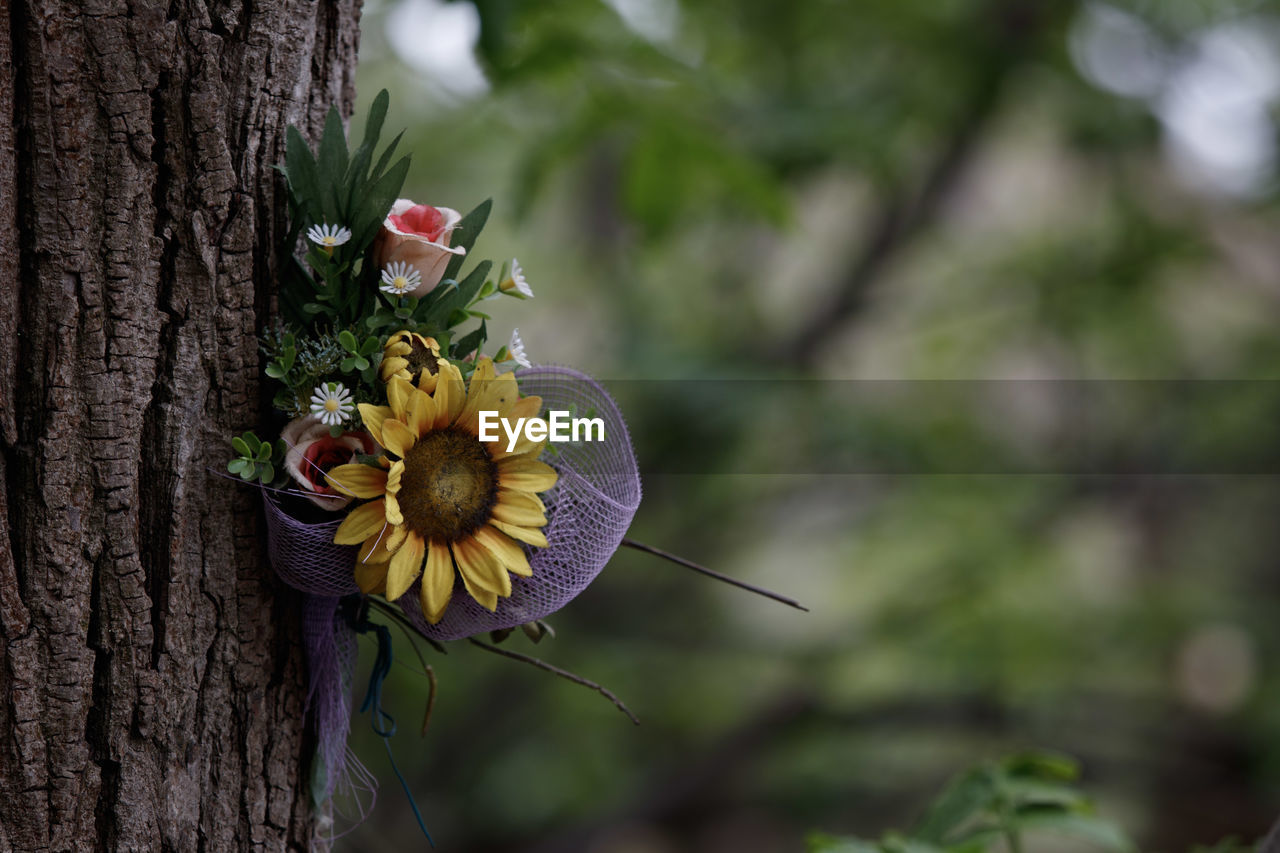 plant, flower, nature, flowering plant, tree, beauty in nature, freshness, growth, tree trunk, trunk, flower head, no people, close-up, fragility, green, focus on foreground, yellow, outdoors, petal, inflorescence, insect, macro photography, leaf, animal wildlife, day, springtime, land, wildflower, animal themes, animal, blossom, botany, forest