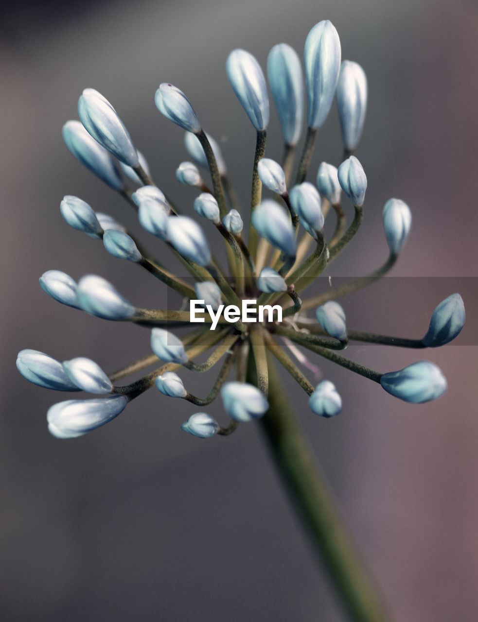 Close-up of flowers against blurred background