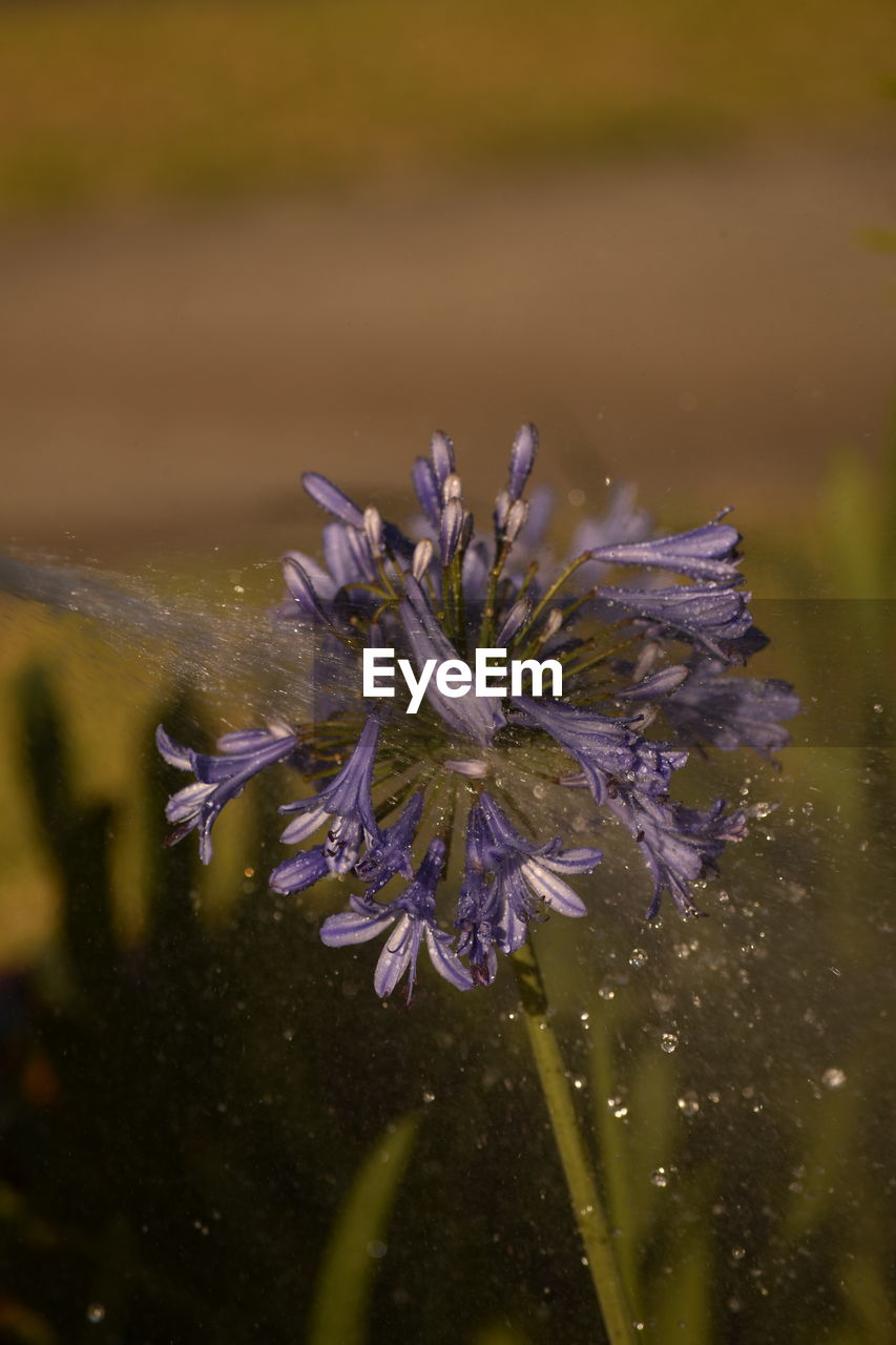 CLOSE-UP OF PURPLE FLOWER BLOOMING IN WATER