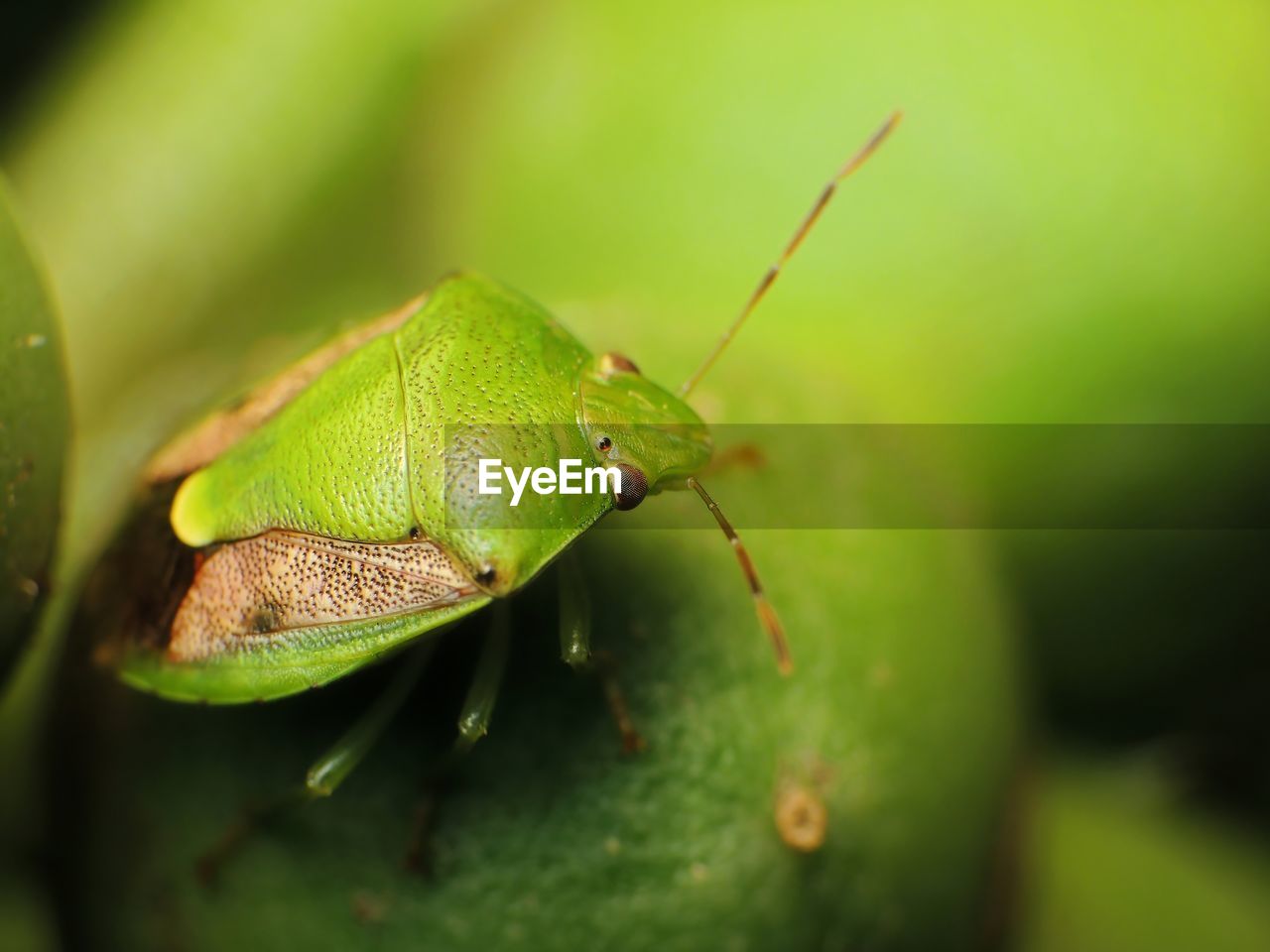 green, animal themes, animal, animal wildlife, one animal, nature, wildlife, macro photography, close-up, insect, animal body part, no people, macro, plant, leaf, plant part, beetle, plant stem, outdoors, environment, day, selective focus, rainforest, focus on foreground, extreme close-up, forest