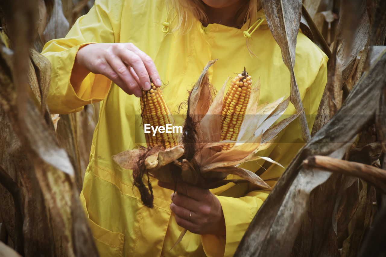 woman holding corn , ready to harvest, standing in the middle of corn field Autumn Colors Fall Colors Field Rain The Week on EyeEm Woman Agriculture Close-up Corn Countryside Crop  Day Fall Farming Hand Harvest Holding Jacket Nature One Person Outdoors Plant Real People Yellow