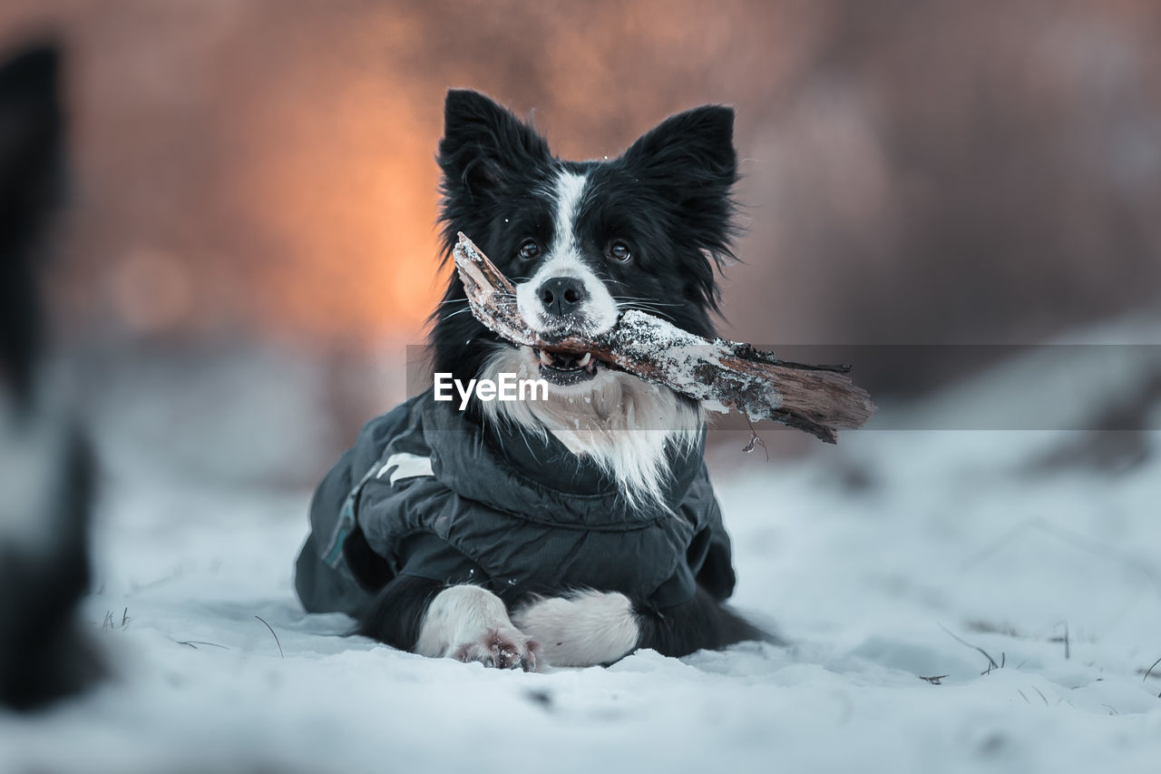 Portrait of a dog on snow field