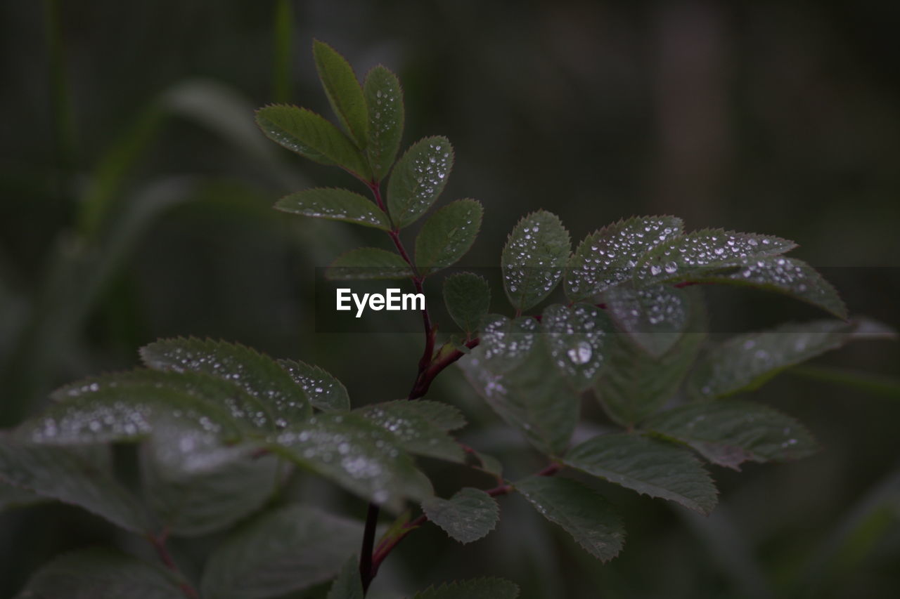 Close-up of raindrops on leaves