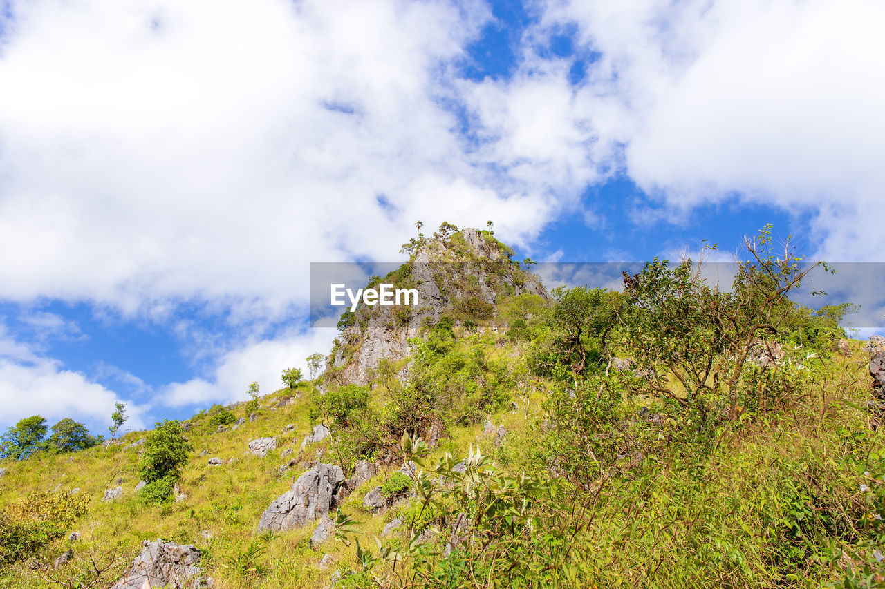 LOW ANGLE VIEW OF PLANTS GROWING ON MOUNTAIN AGAINST SKY