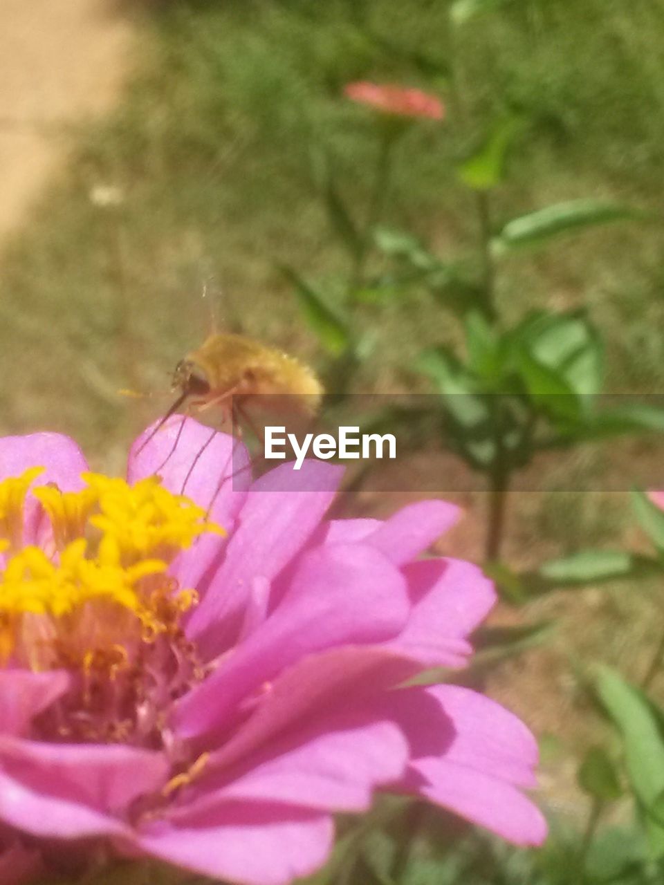 CLOSE-UP OF HONEY BEE ON PINK FLOWER