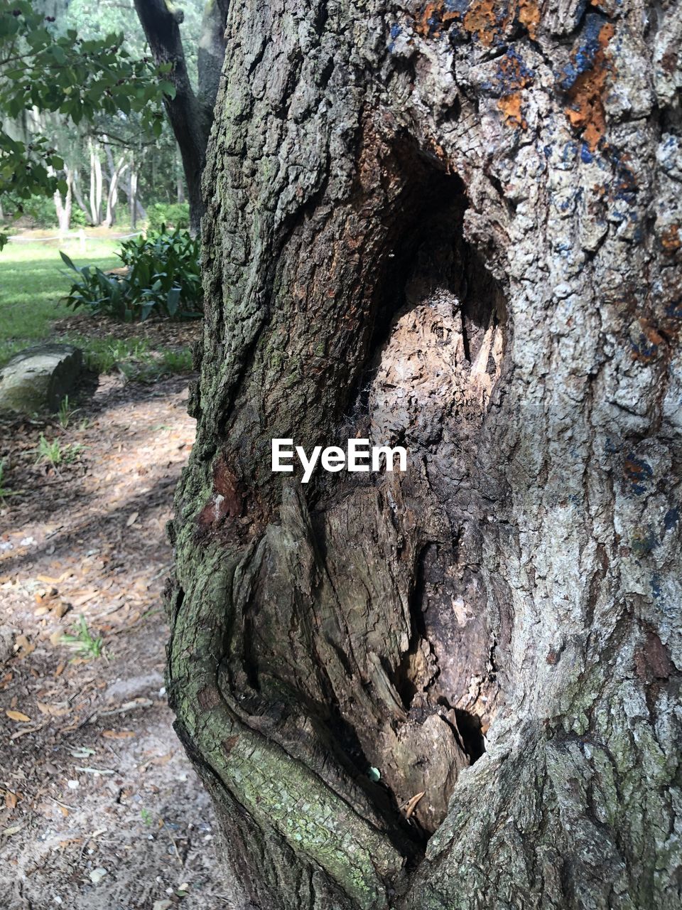 CLOSE-UP OF TREE BARK