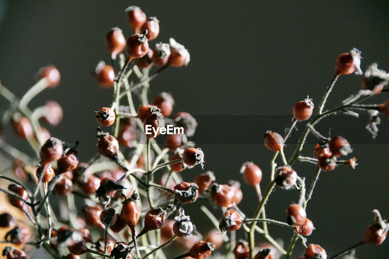 Close-up of berries on stem