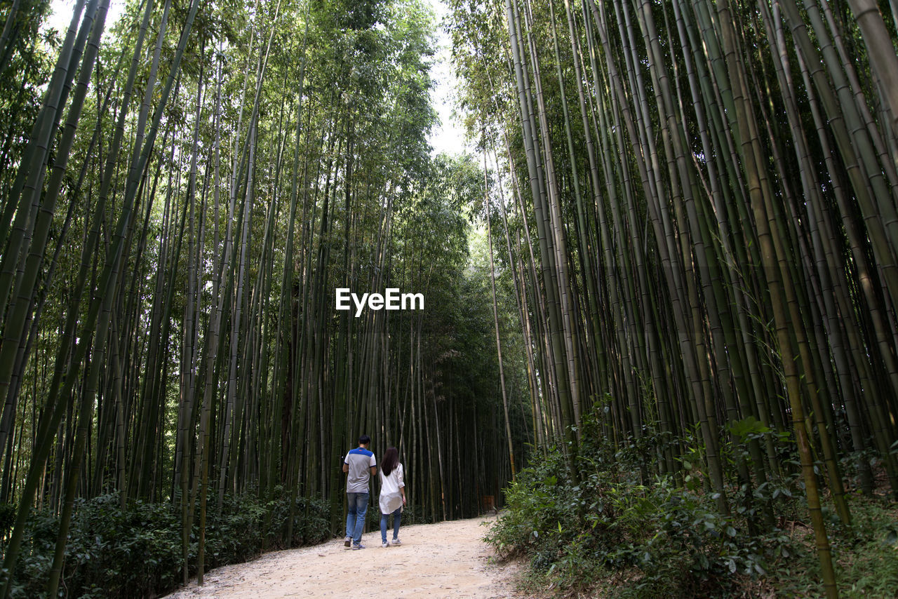 Rear view of people walking at forest