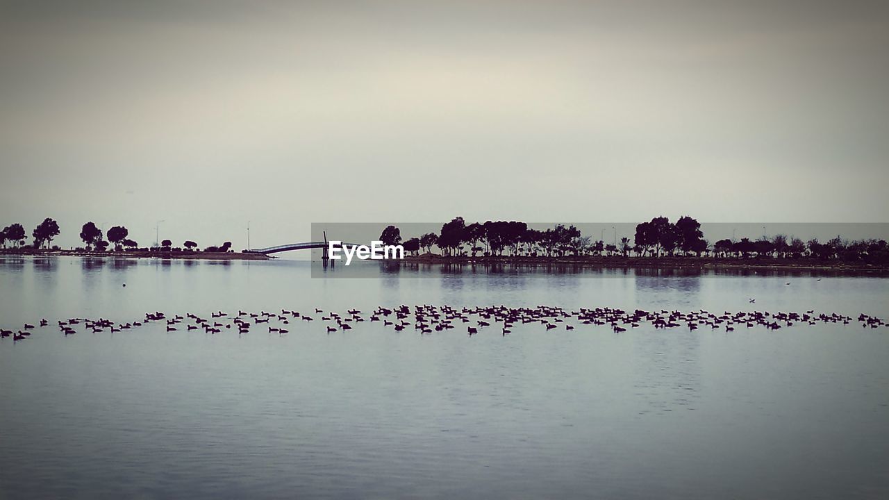 BIRDS IN LAKE AGAINST SKY