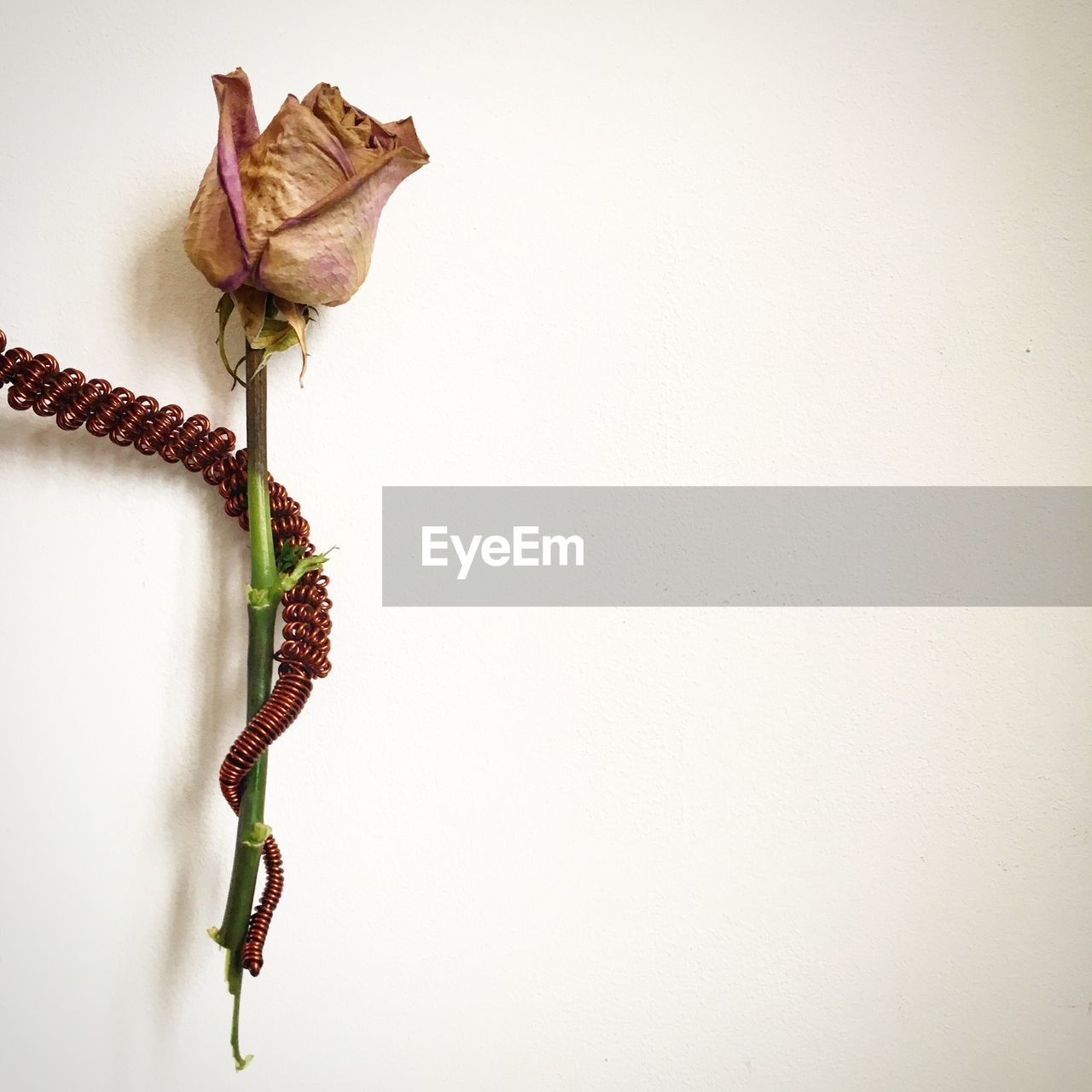 Close-up of dried rose against colored background